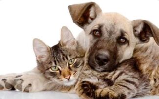 A volta do Bicho-Rio