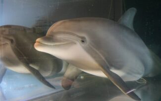 Golfinho-robô e o fim dos cativeiros