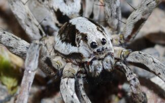 Aranha especialista em camuflagem na lista de extinção
