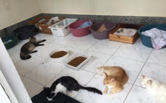 Visita à fazenda Modelo – Abrigo Municipal/RJ