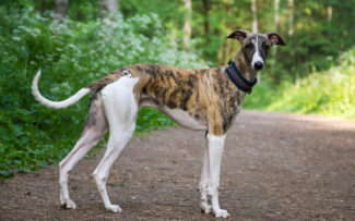 RJ proíbe corrida de cães
