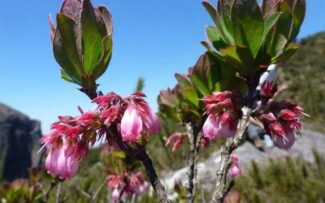 Mata Atlântica é o bioma com mais animais e plantas na lista de extinção