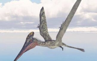 Os gigantes voadores