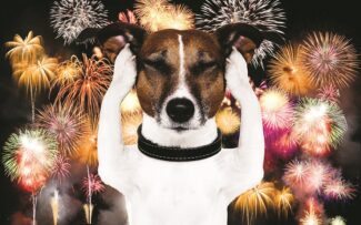 Ministro revoga liminar que permitia utilização de fogos de artifícios ruidosos na capital paulista