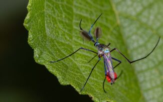 Maior mosquito do mundo gosta de néctar e é inofensivo