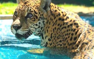 OAB vai verificar BioParque