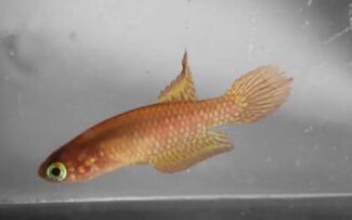 Indústria precisou refazer projeto e construir fábrica afastada de poças onde vive peixe ameaçado de extinção