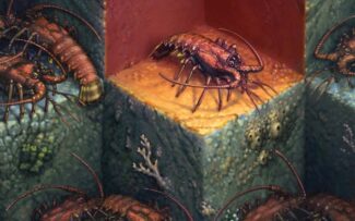 Animais usam o distanciamento social para evitar doenças