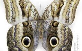 Teoria da Evolução de Darwin na Amazônia