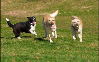Comissão da OABRJ participará da inauguração do ‘Parcão Madureira’