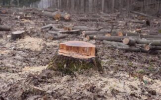 Amazônia já emite mais gás carbônico do que absorve.