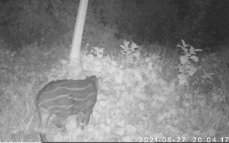 Anta nascida livre em Reserva Ecológica