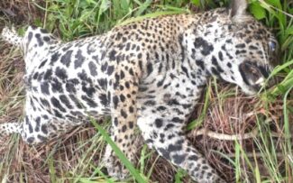 Caça de animais-não humanos se torna ameaça à saúde pública dos animais humanos