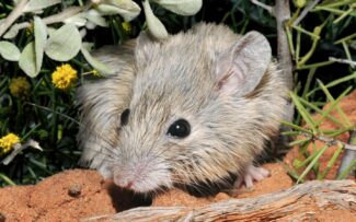 Espécie de rato é redescoberta na Austrália após 164 anos desaparecida