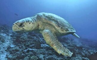 Projeto Protegendo as Tartarugas Marinhas no litoral do Norte Fluminense