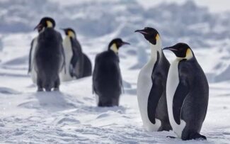 Pinguins podem ser extintos em 80 anos