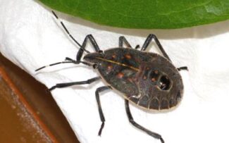 Espécie asiática de percevejo ‘comilão’ chega ao Brasil e acende alerta