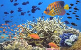 Vidas marinhas em perigo