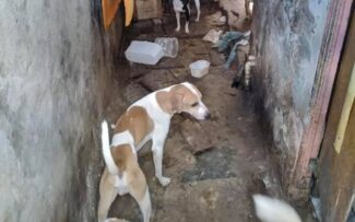 STF julga inconstitucional o abate de animais apreendidos vítimas de maus tratos