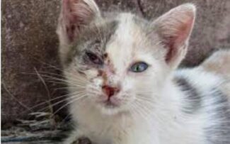 STF julga inconstitucional o abate de animais apreendidos vítimas de maus tratos