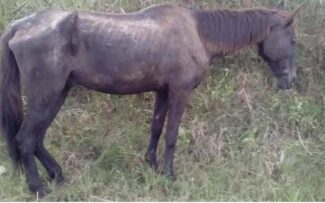 Vitória histórica da OAB acaba com massacre de animais resgatados