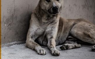 STF julga inconstitucional o abate de animais apreendidos vítimas de maus tratos