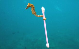 Relatório da ONU sobre poluição plástica confirma necessidade de ação global