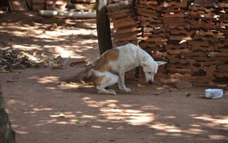 OAB quer fim das publicações de sexo com animais nas Redes.