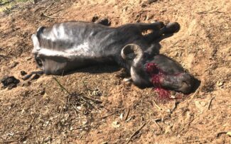 Presidente de Comissão da OAB alerta para possibilidade de Biocídio em SP e defende Consórcio e desapropriação para resolver o grave problema.