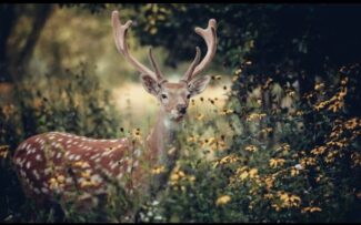 Humanos infeccionaram cervos com Covid-19