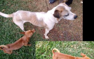 OABRJ conquista vitória no combate à zoofilia na internet