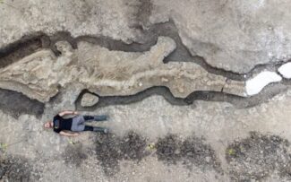 O fóssil de ‘dragão do mar gigante’ encontrado no Reino Unido
