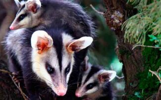 A origem amazônica dos gambás