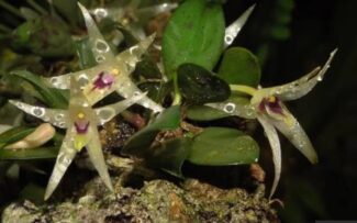 Orquídea considerada extinta floresce em reserva no Estado de SP