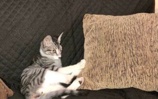 Gatos e Condomínios