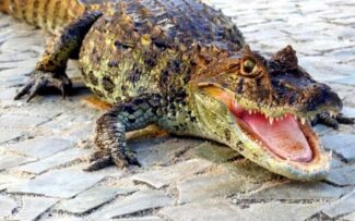 O que fazer quando um silvestre aparecer no seu caminho