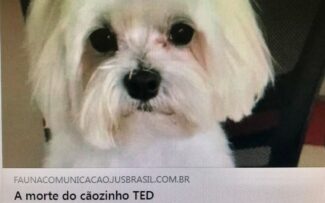 A morte do cãozinho TED