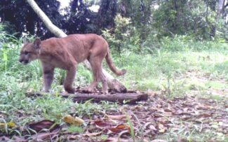 Considerada extinta há mais de um século, onça-parda é encontrada em Maricá