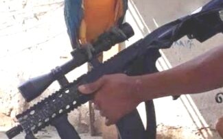 Polícia Civil investiga perfil em rede social que exibe animais ao lado de fuzis