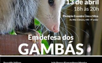 OABRJ discutiu proteção aos gambás