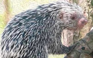 Nova espécie de ouriço no Brasil