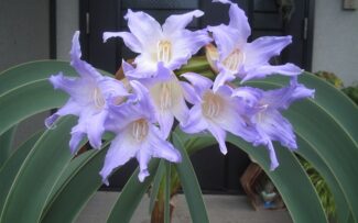 Flor imperatriz do Brasil sobrevive nas montanhas do RJ