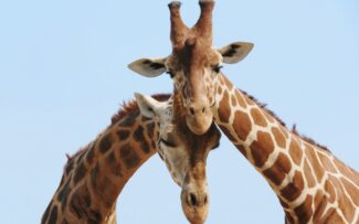 GIRAFAS DO BIOPARQUE/RJ