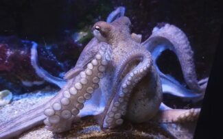 Cientistas descobrem que os cérebros humano e dos polvos têm um mesmo tipo de gene