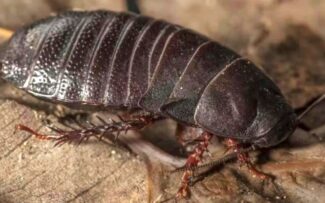 Barata gigante considerada extinta é encontrada na Austrália