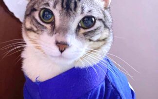 Gatos podem aliviar estresse de estudantes universitários