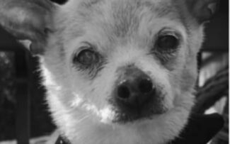 A cadelinha mais velha do mundo morre aos 22 anos