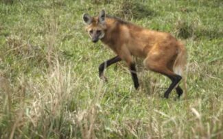 Lobo Guará: Reintrodução após sofrimento