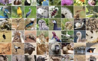 Socorro! Nossa Biodiversidade está morrendo