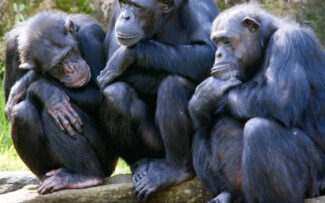 Chimpanzés se sacrificam pelos outros como prova de altruísmo